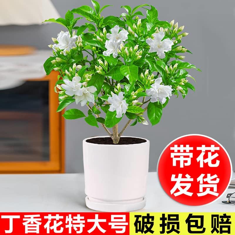 丁香花盆栽带花阳台室内四季开花浓香不断净化空气狗牙花好养花卉