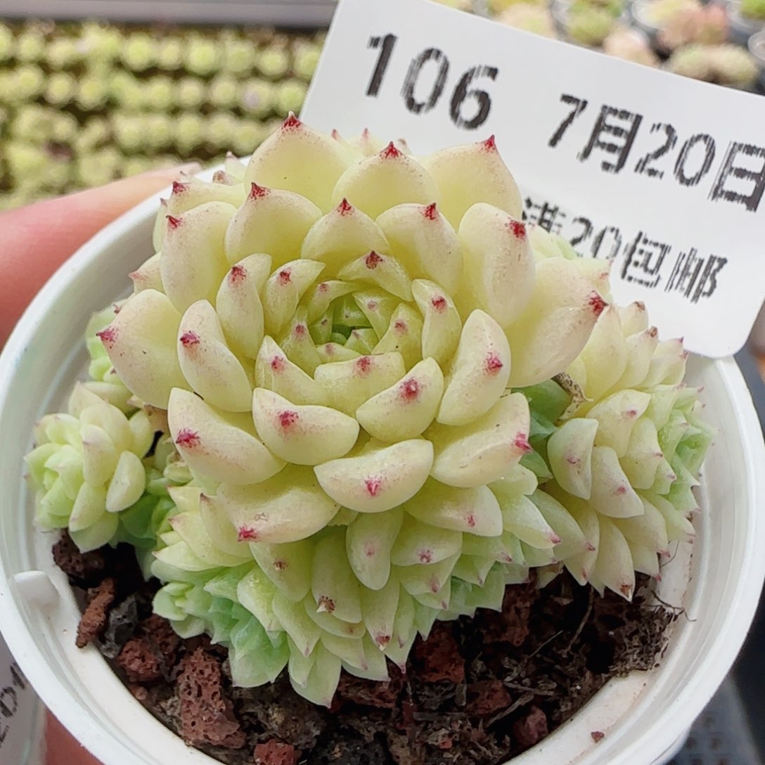 花语逸镜0720-106散