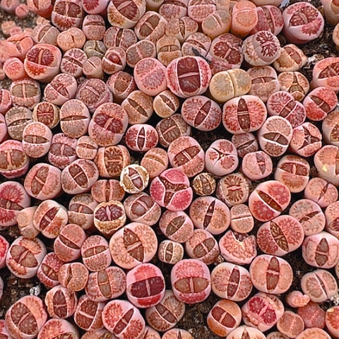 20403团团圆圆呀呀