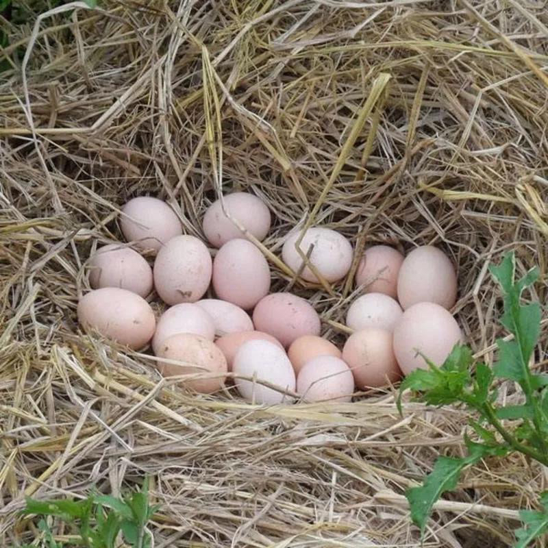 土鸡蛋6枚（粉丝福利 每单可拍1次）kg