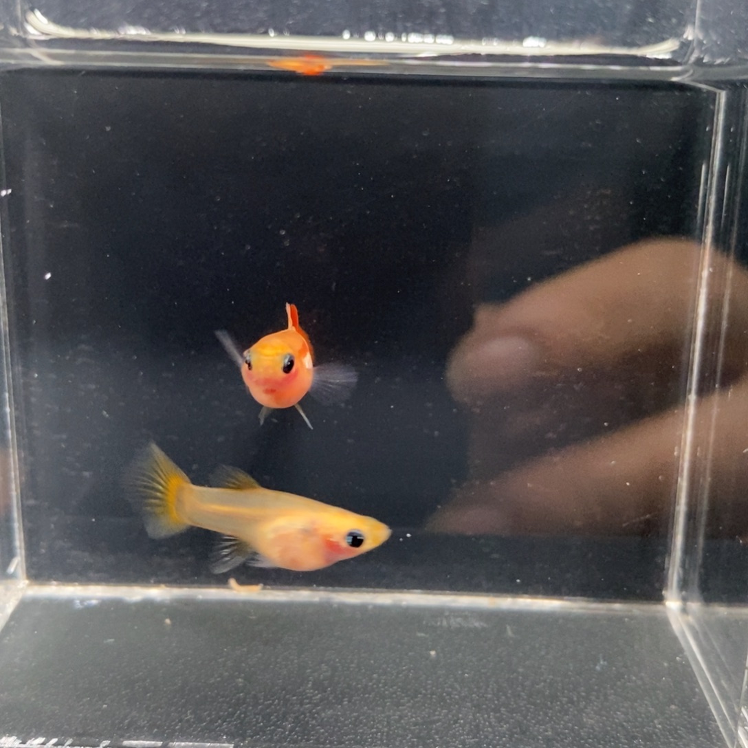 孔雀鱼皇家落日玻璃猫一对