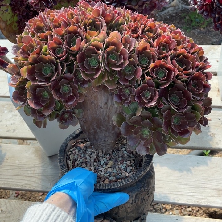 多肉植物的生长发育