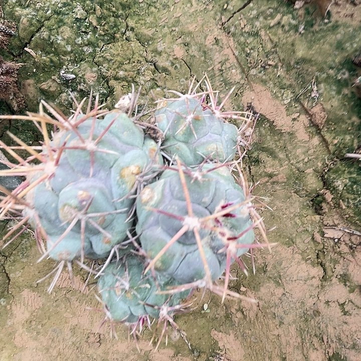 完全开放菲冠龙1