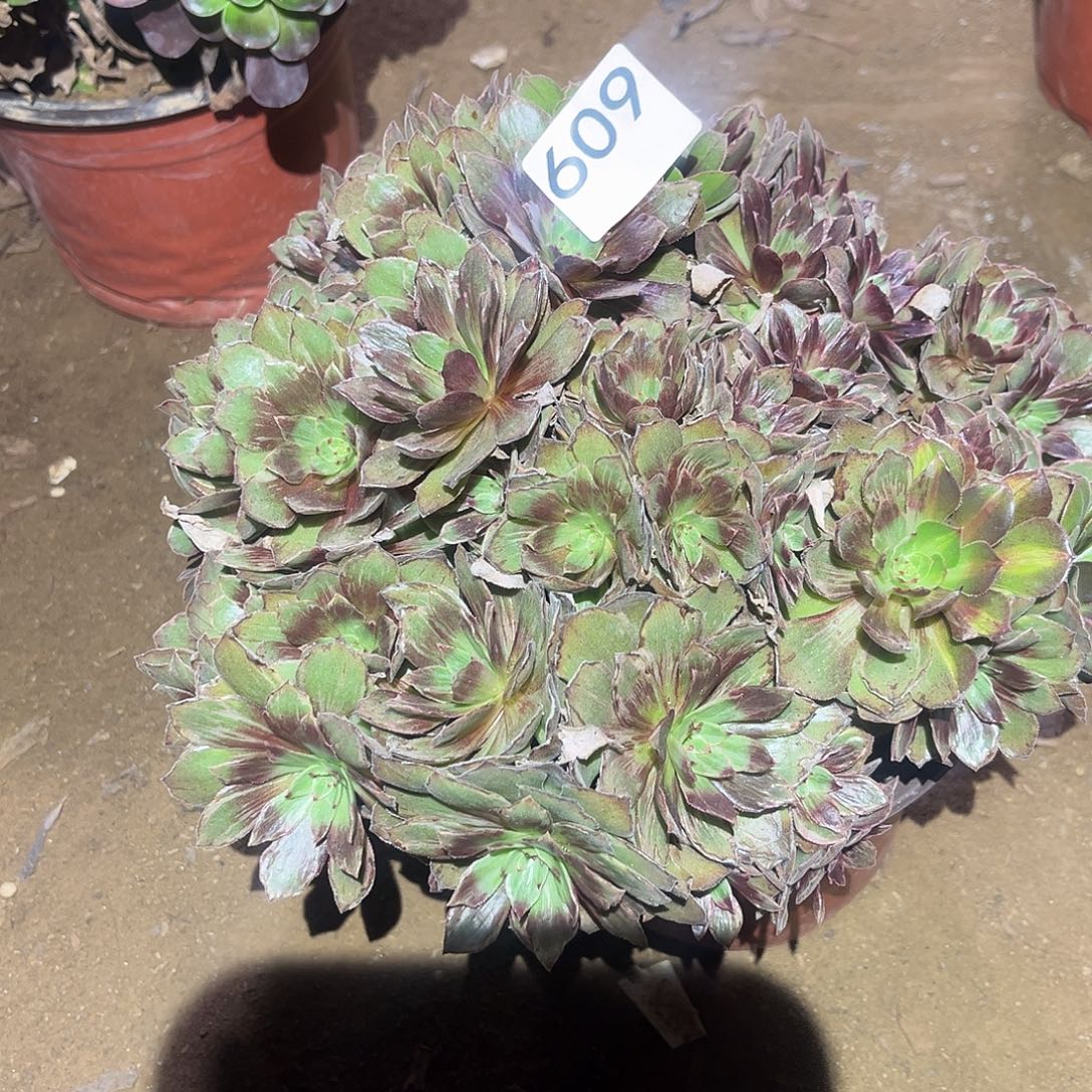 万圣节拉丝锦609号