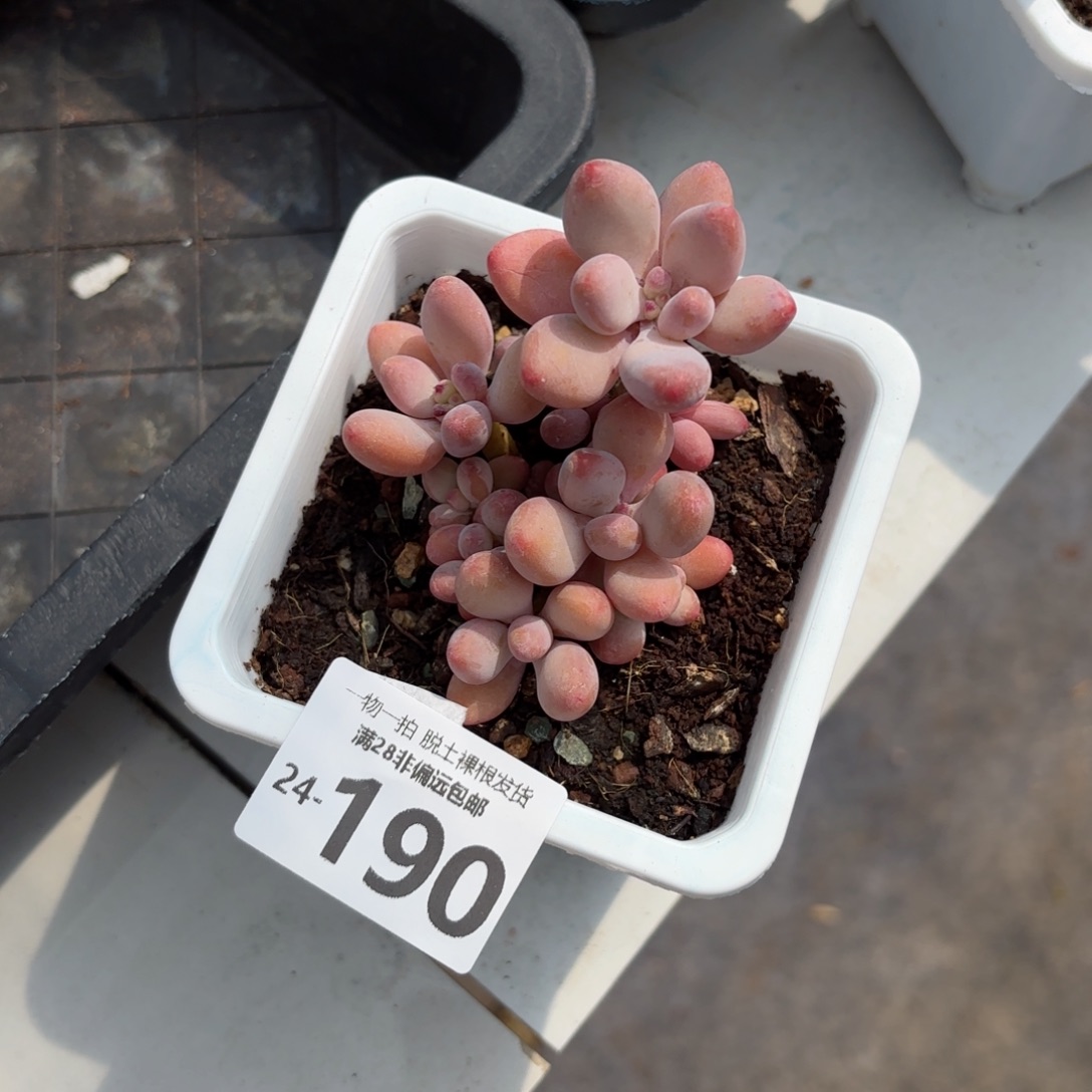 樱花奶老桩多肉多肉多肉