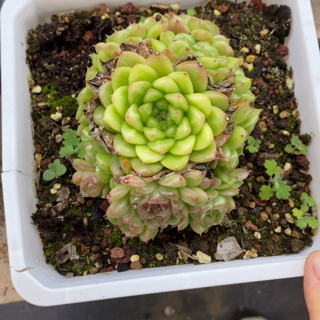 精品多肉一物一拍不包整328