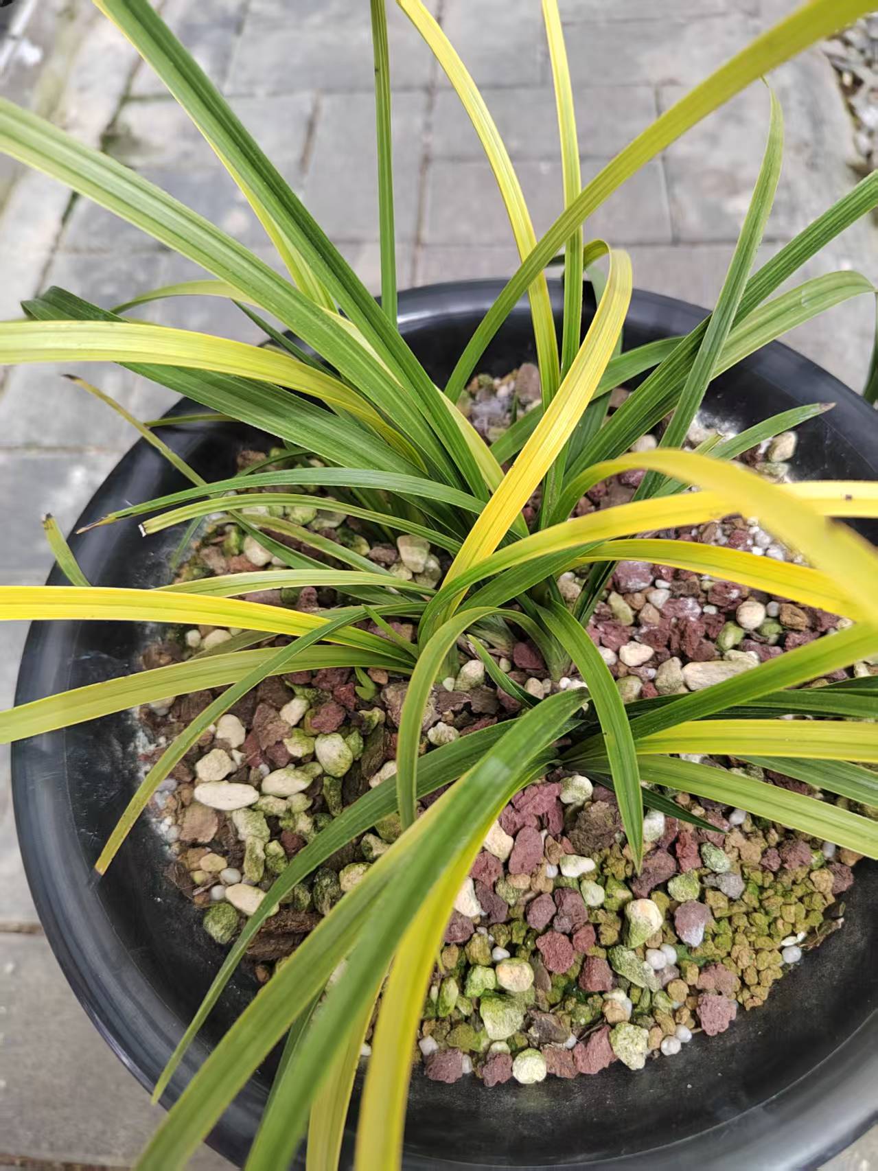 新品蕙兰花草艺草兰花盆栽惠兰绿植（一物一拍）兰草兰花艺草室内