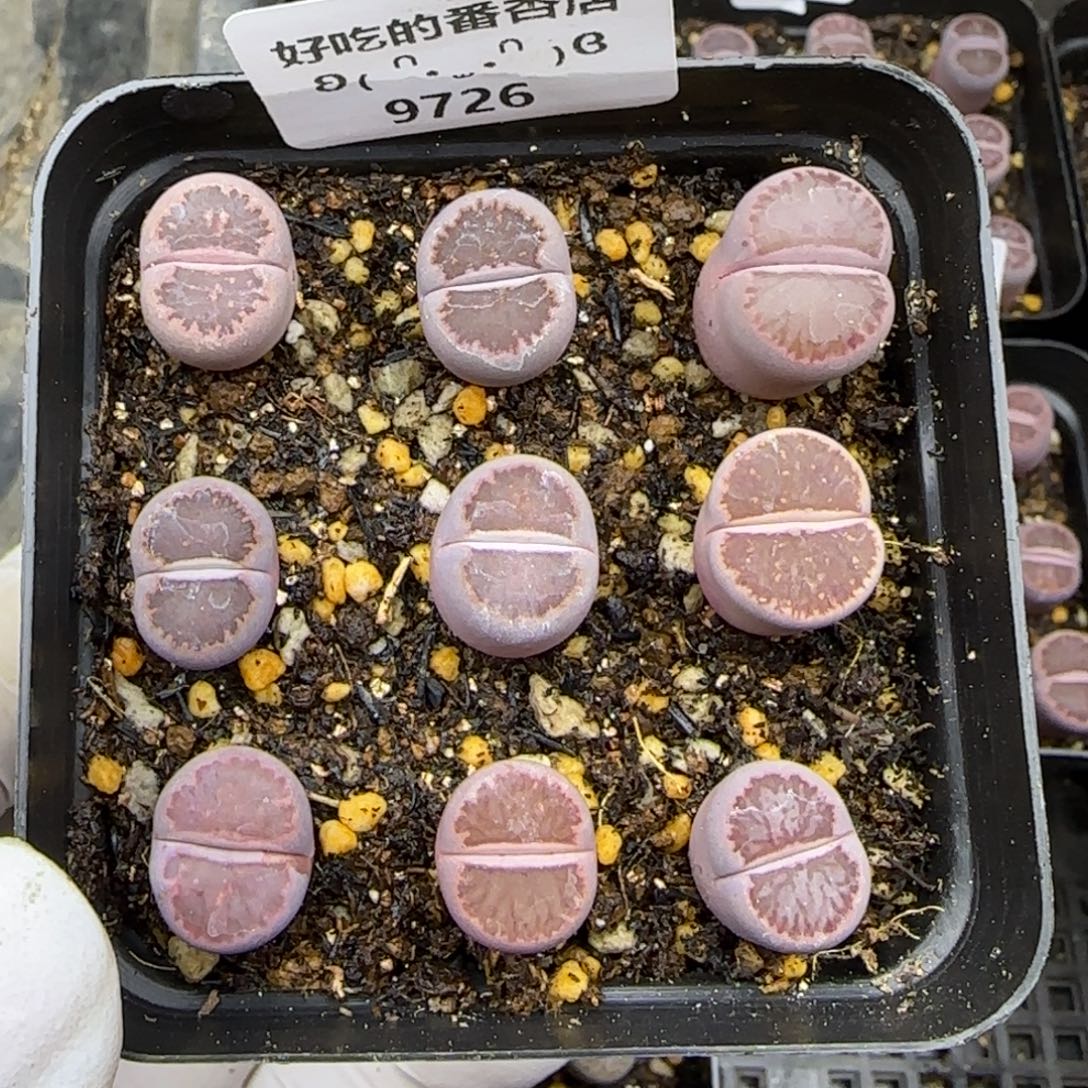 9726。默认脱土。18包邮。偏远88包邮