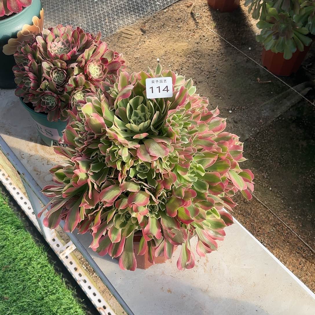 多肉法师白凤114
