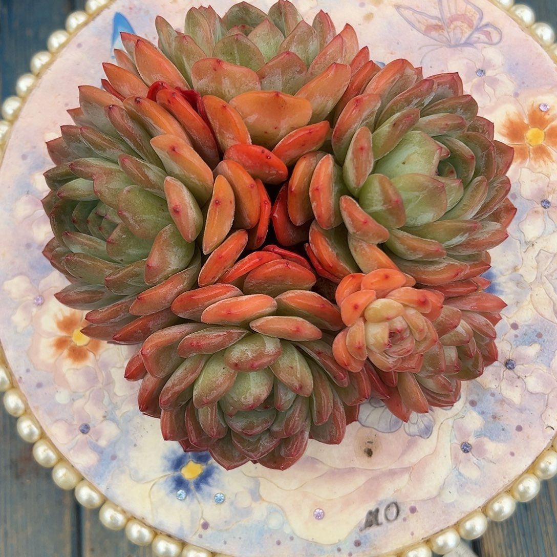 全明星老桩多肉植物