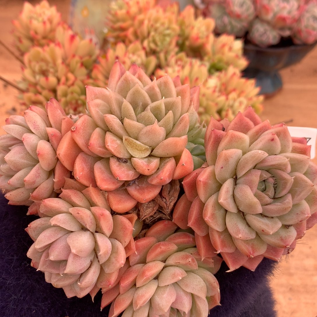 6267新年快乐发发发