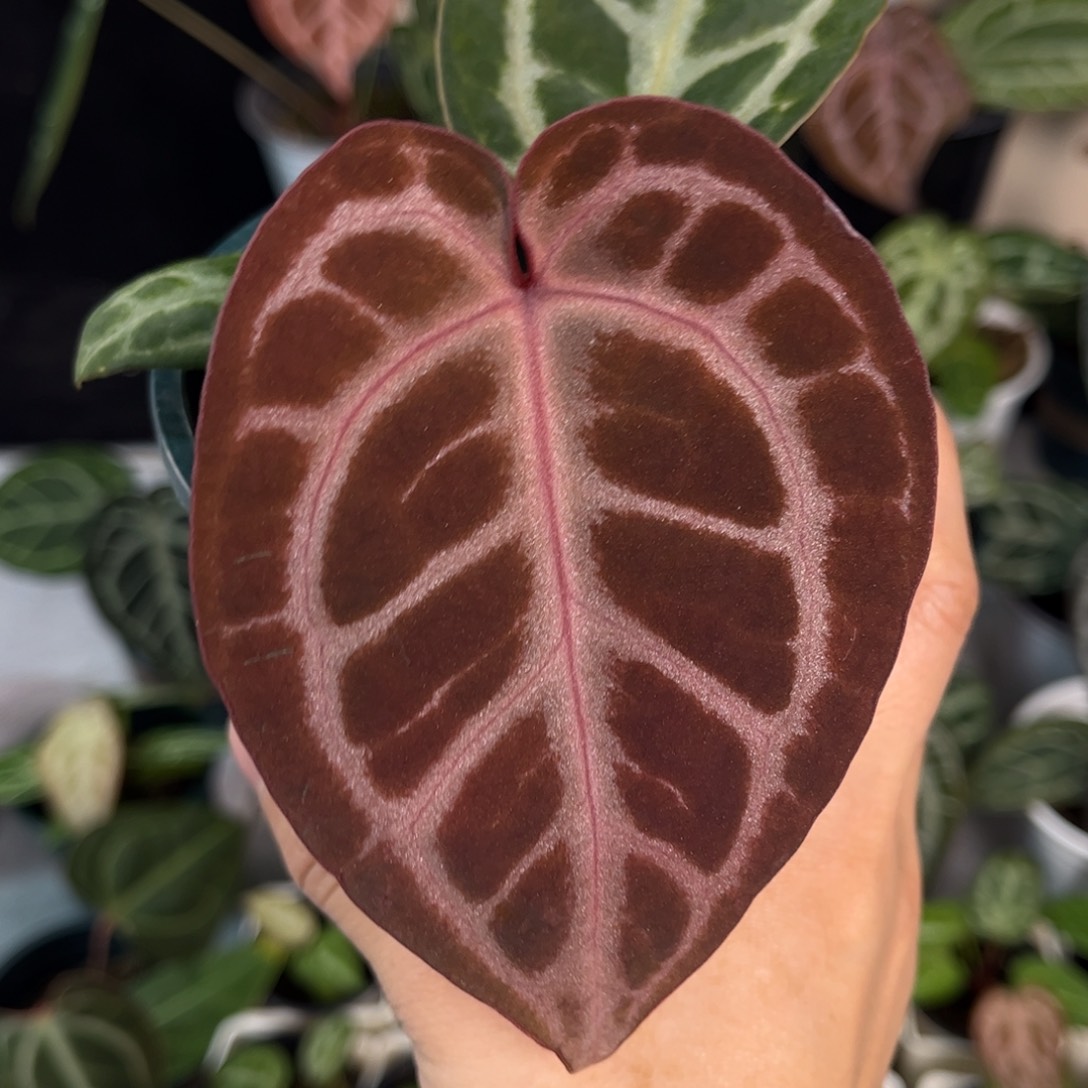 无花朵015 粉柠檬杂Nse 1.0(尾货价)