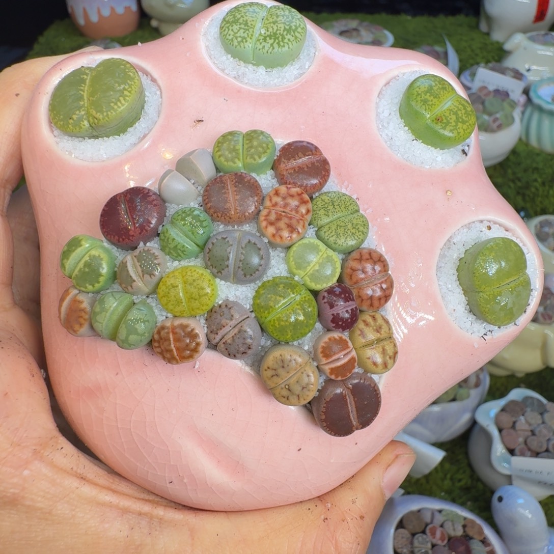 就***口多肉植物福利冲840