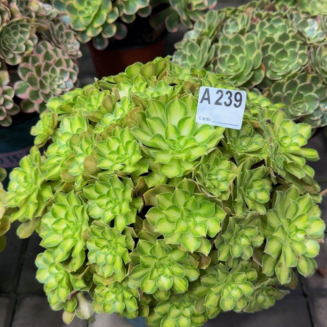 239。                 