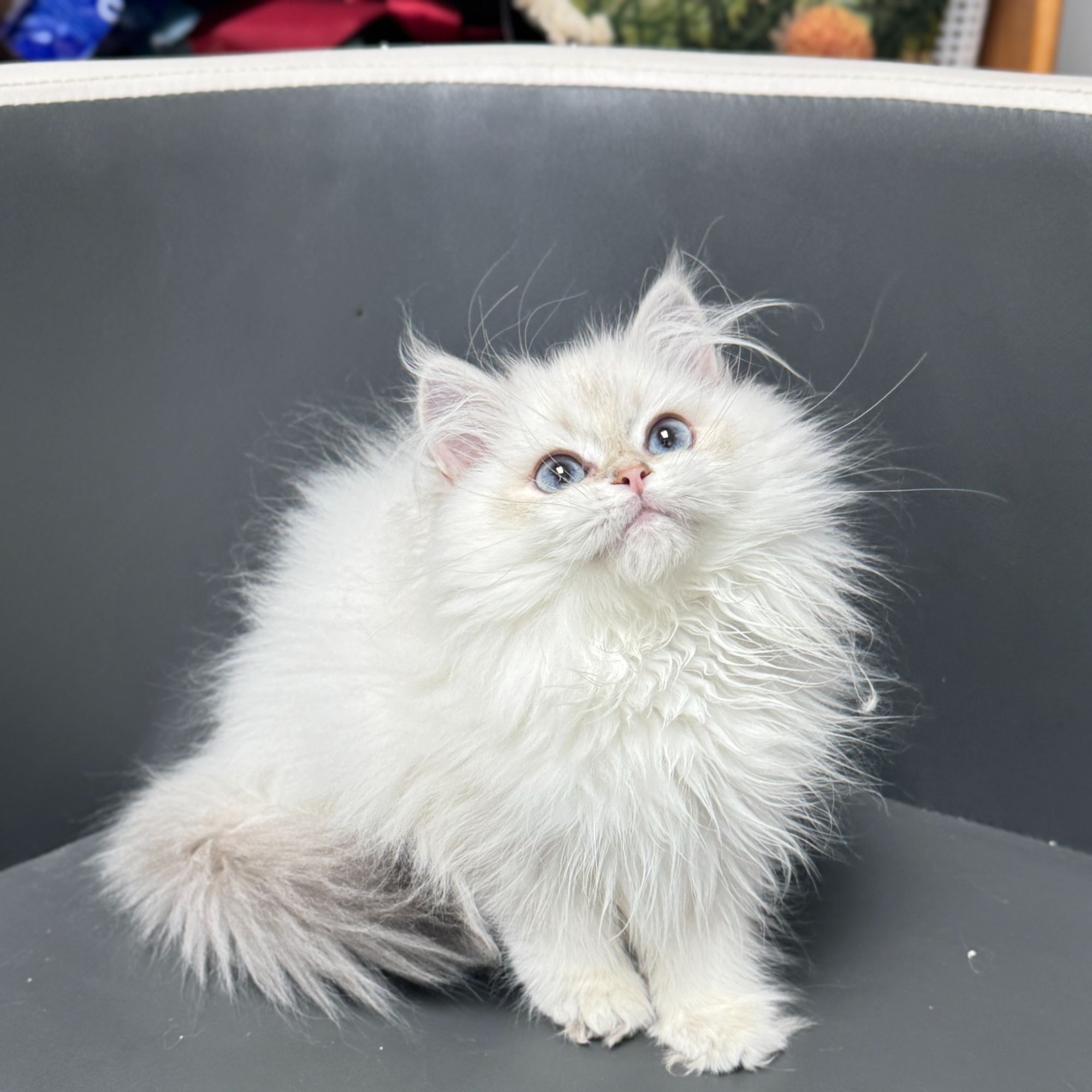 来了姊妹-蓝金点英长猫 妹妹 J16