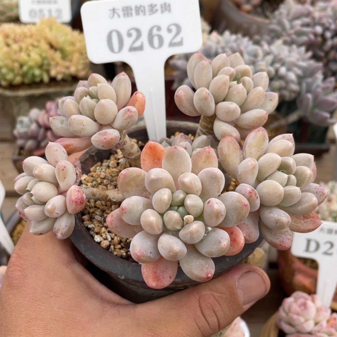 0262奶糖不带盆12厘米