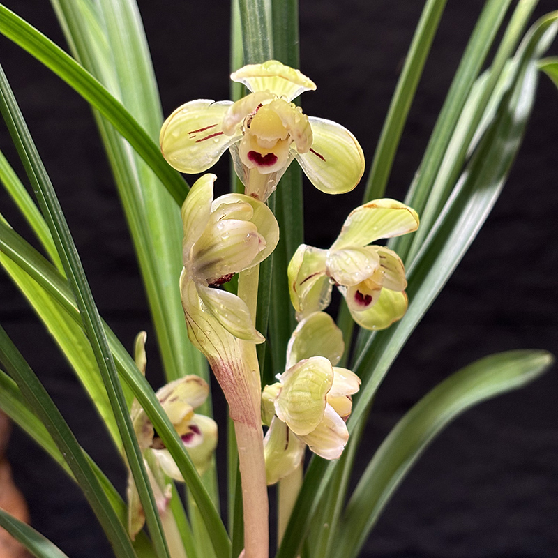 玉海棠 春剑 十大铭品兰花 开花非常香 室内外好养绿植兰花苗