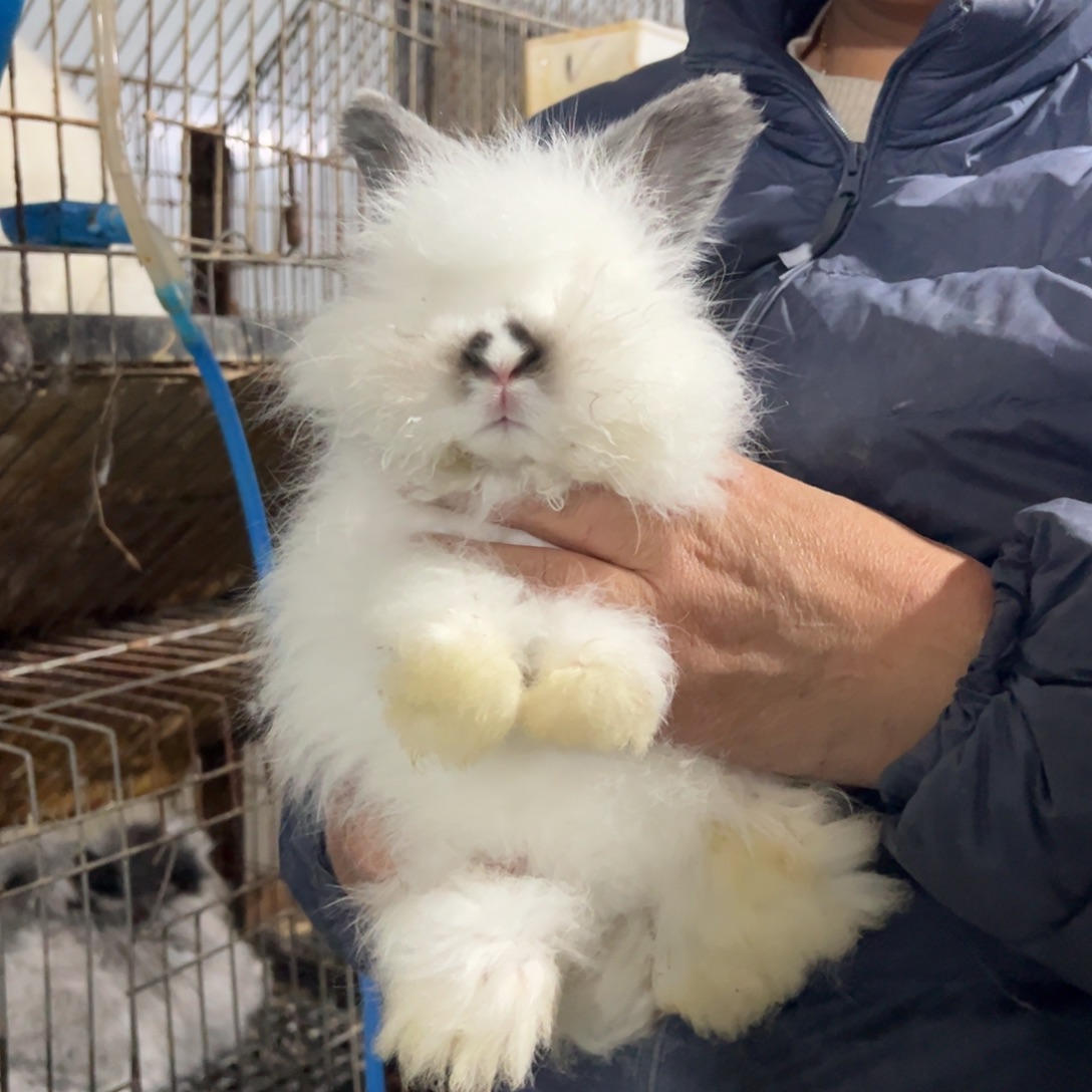 宠物兔英系安哥拉兔