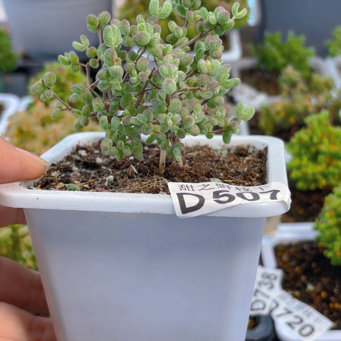 福利虎斑锦507。     