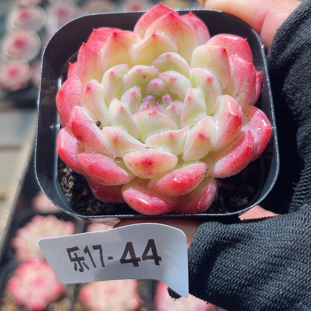 乐17-44 白桃单头