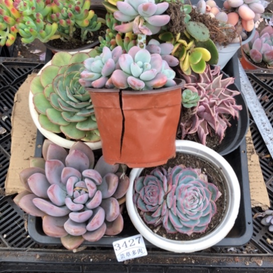 框拍，3427，微瑕，介意慎拍