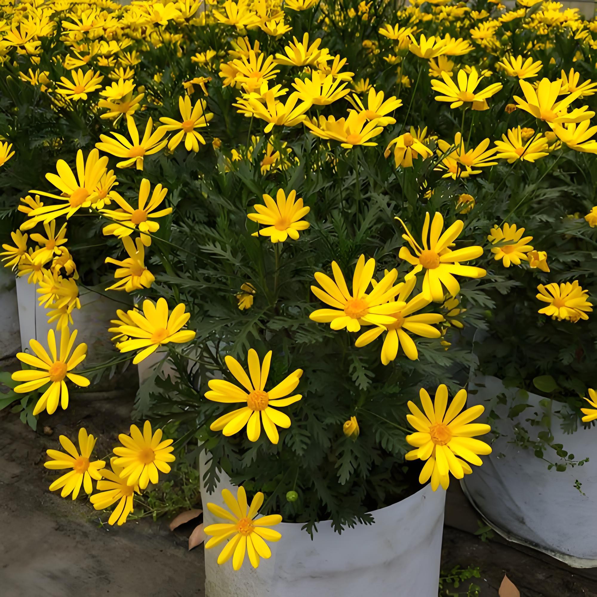 黄金菊盆栽黄金玛格丽特室外阳台多年生耐热耐寒净化空气室内植物