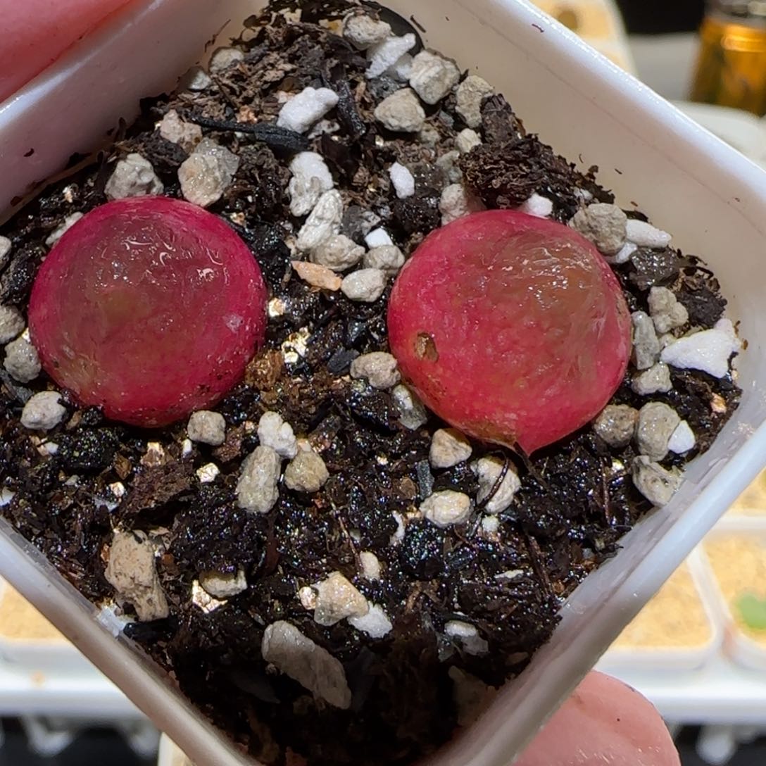 肉锥多肉植物百科-灯泡157