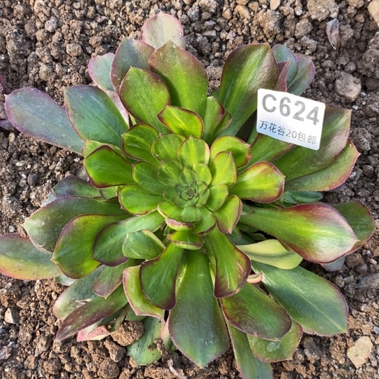 624绍修七彩多肉植物