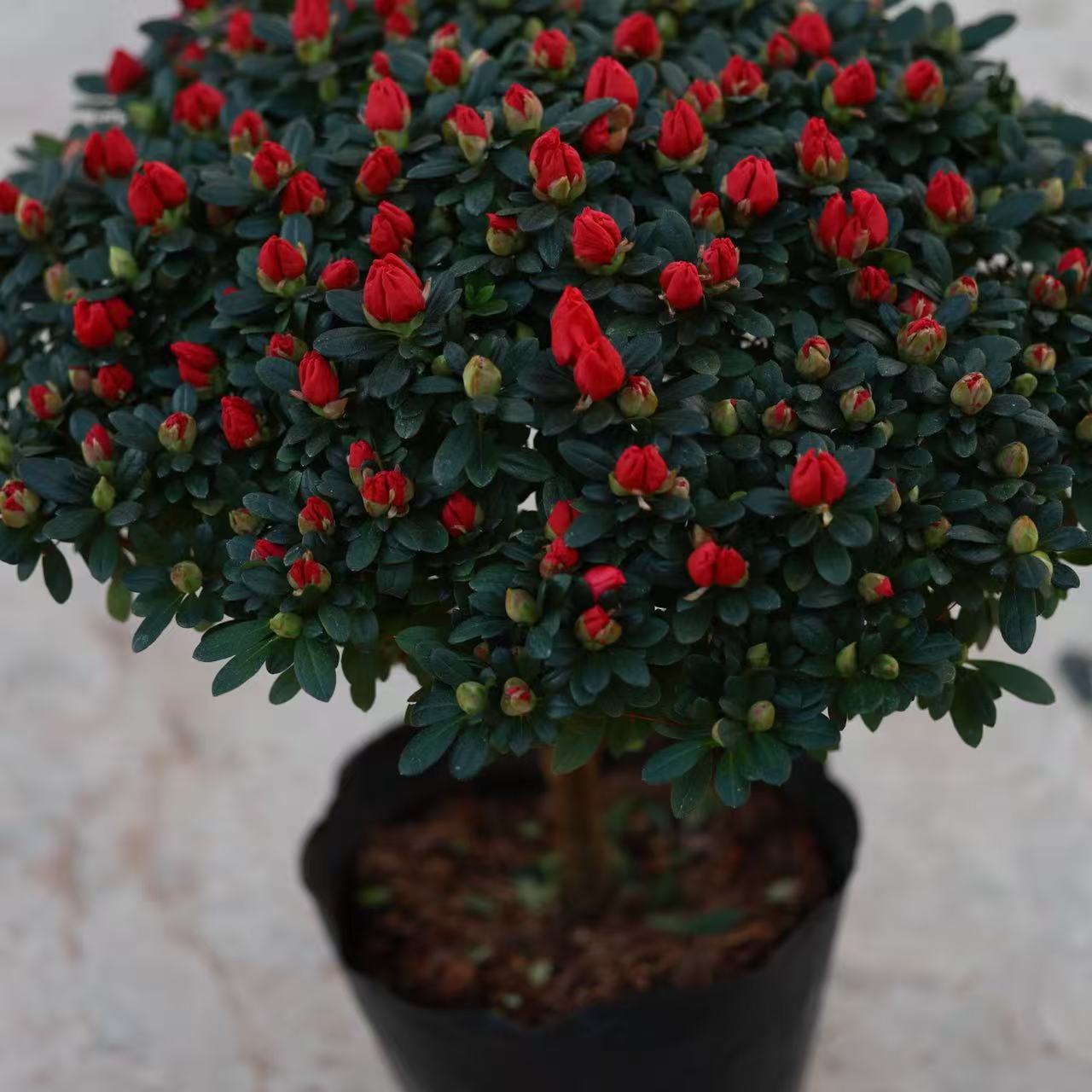 四季易开好养活带花苞杜鹃花盆栽室内外花卉绿植