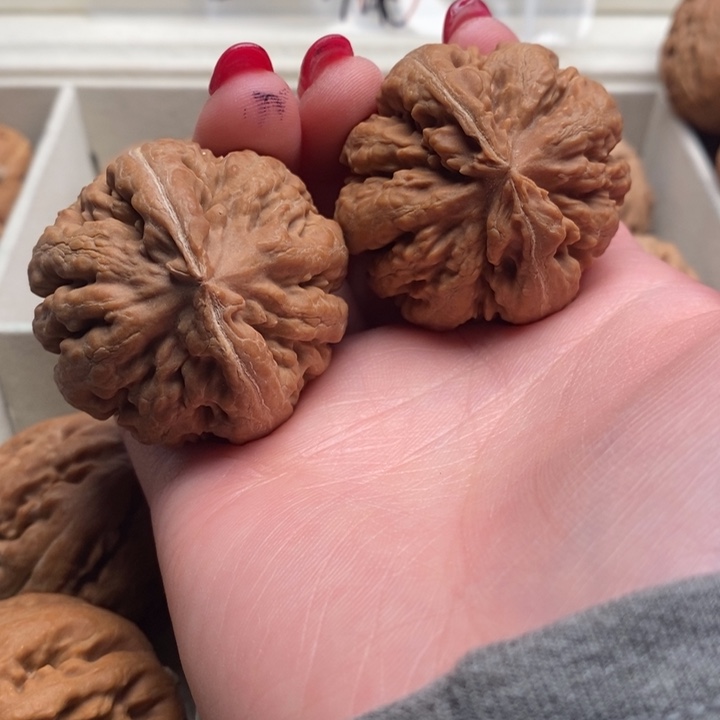 张***斗霸王龙全品无修一刀没动