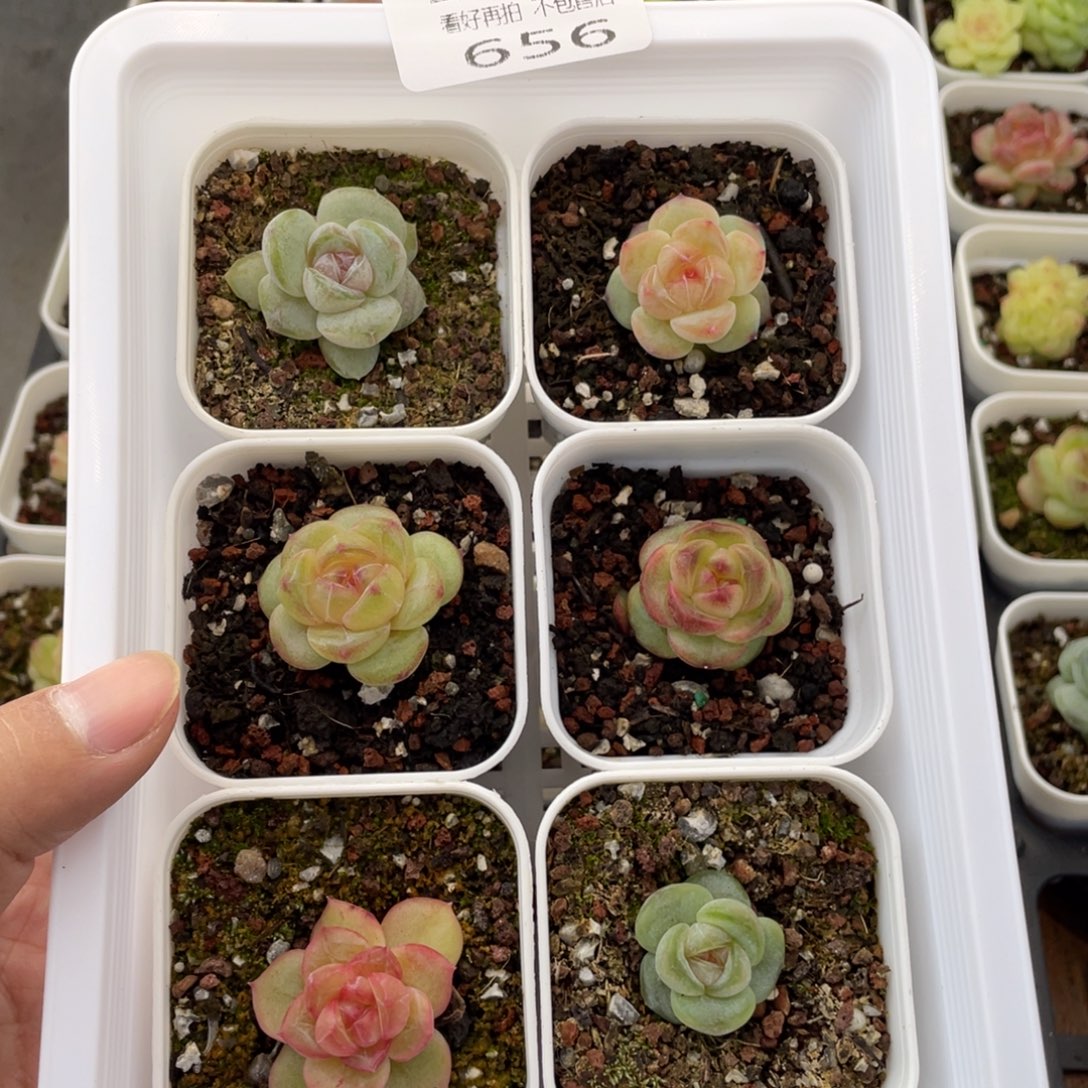 云糖心多肉植物656
