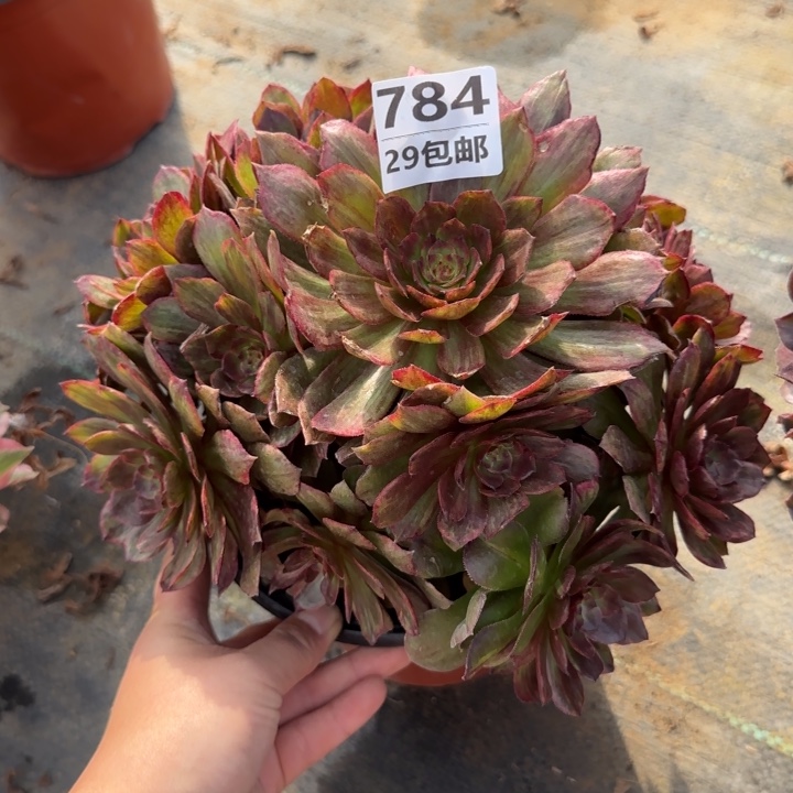 红丝绒……多肉植物……