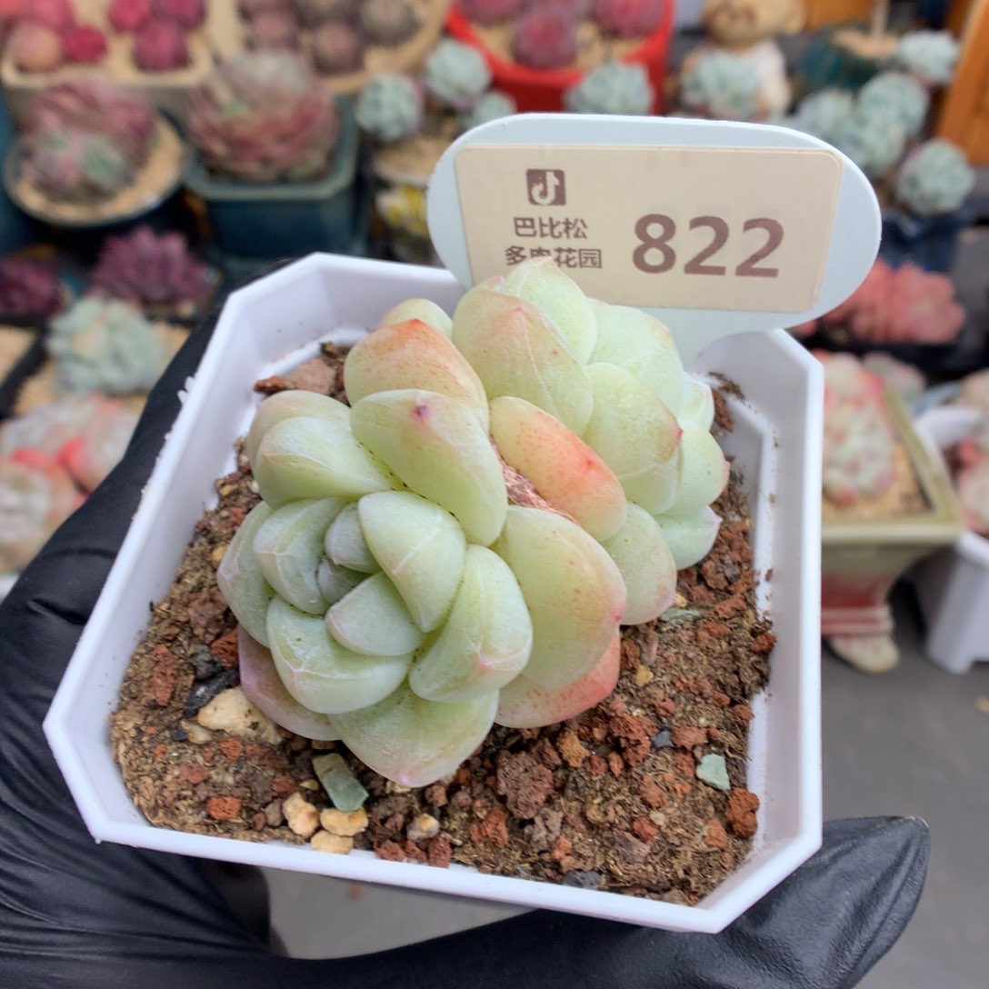 822 翡翠透心冰玉