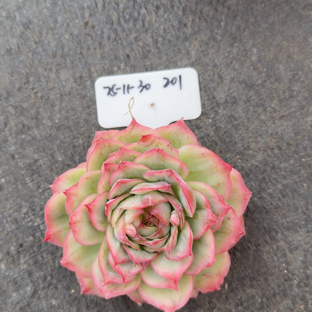 一日一拍11-30相思玫瑰201