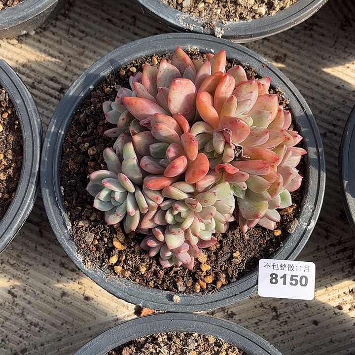 阿雅园艺。        8150凌雪