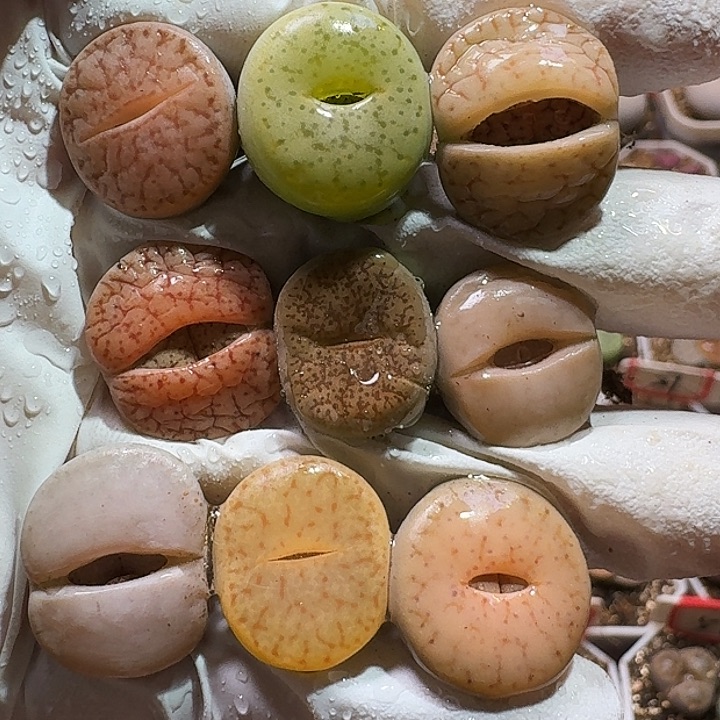 生石花223:：/。   222