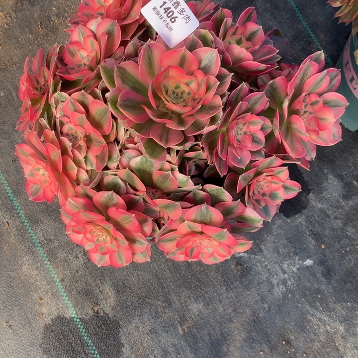 用****01406粉女巫多肉植物