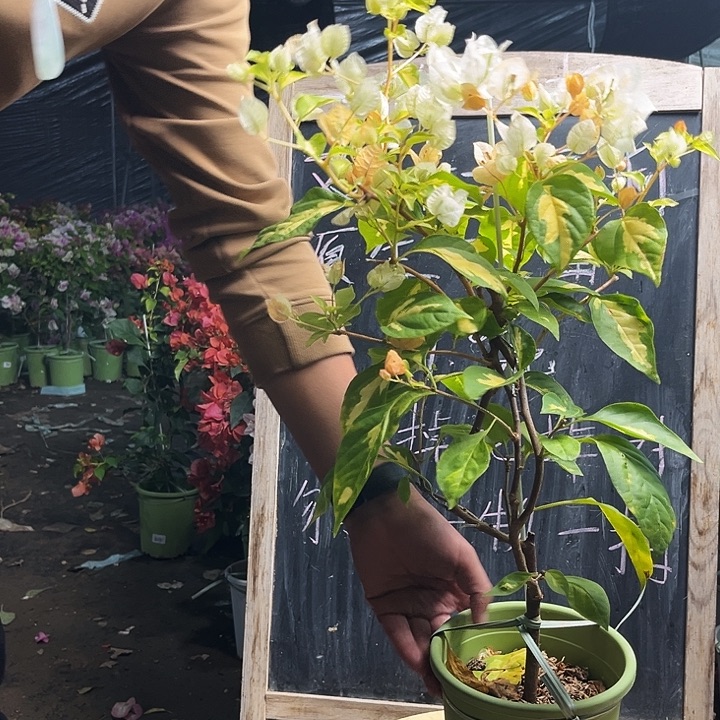 完全开放三角梅黄白