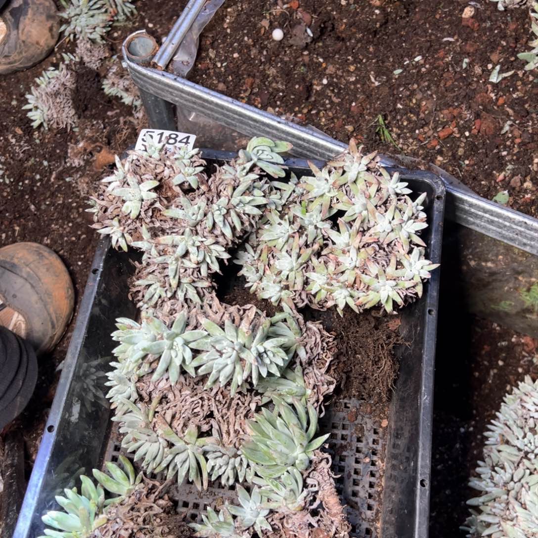 5184哈哈哈哈哈哈哈