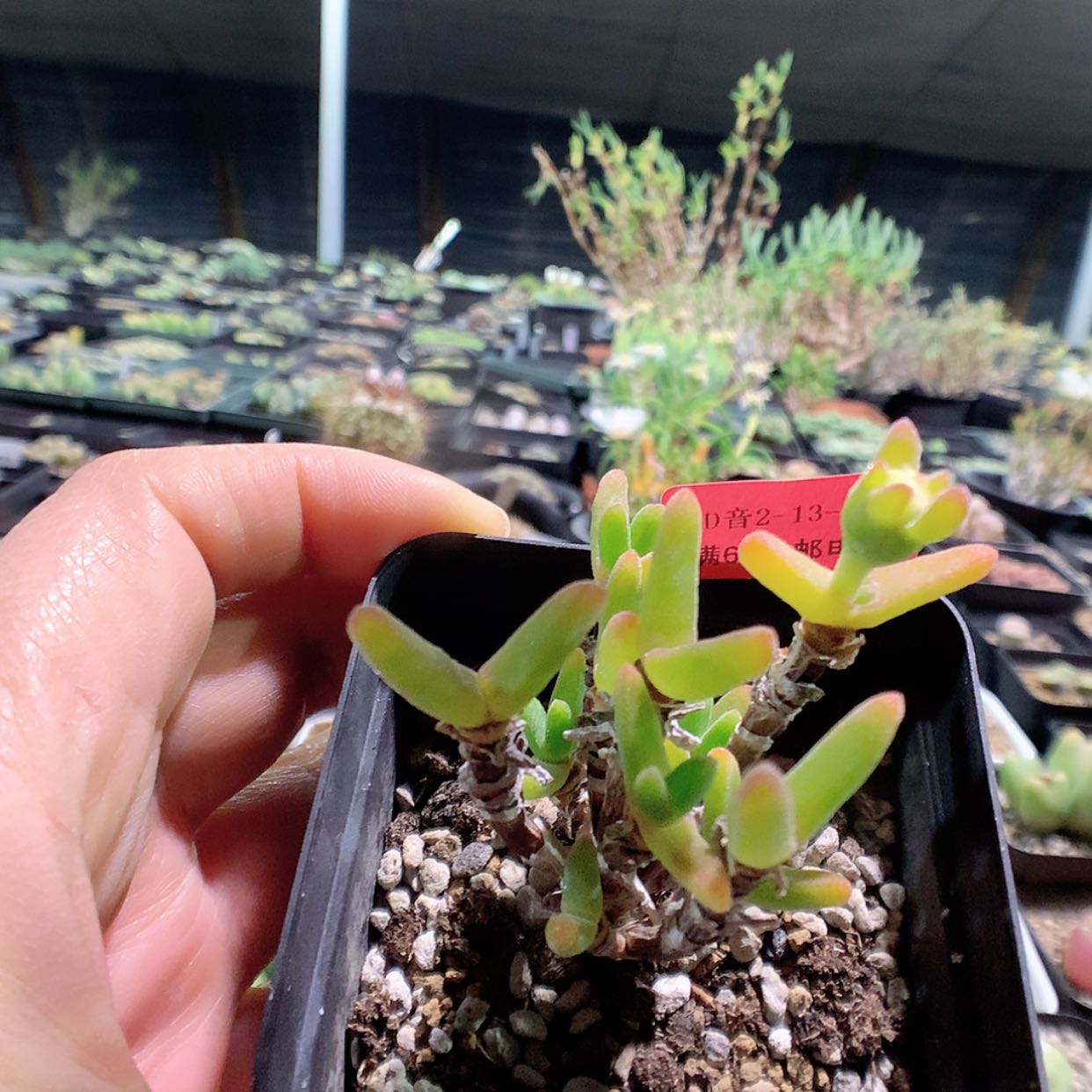 【闪购商品】2-13-31 枝干兔 一群 朱朱