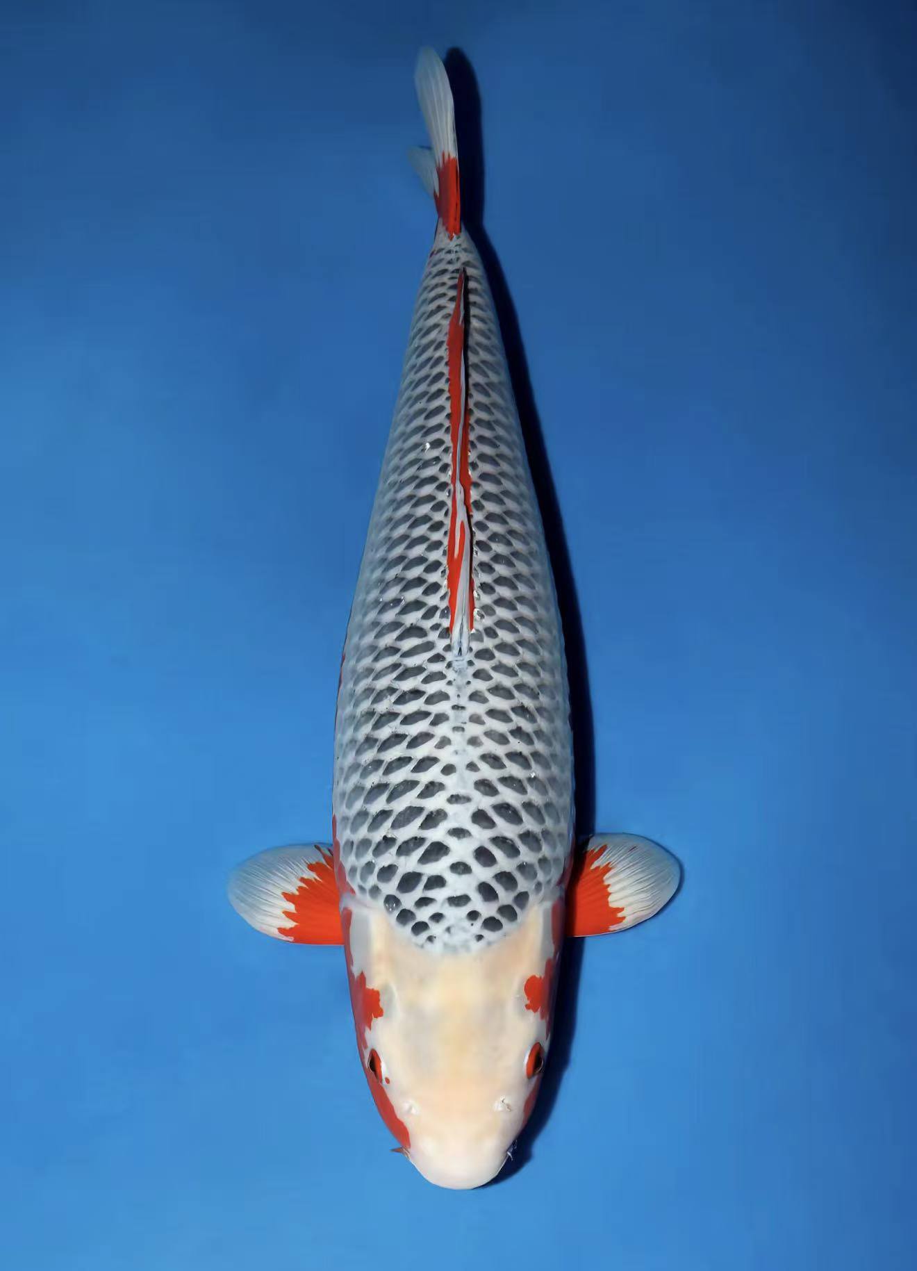 粉牌1-50号锦鲤鱼锦鲤观赏鱼观赏鱼观赏鱼