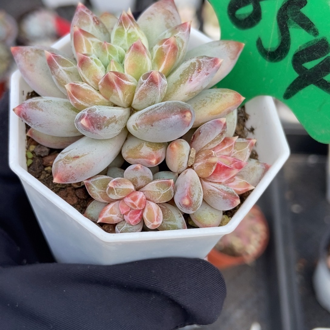 854伊丽莎白多肉植物