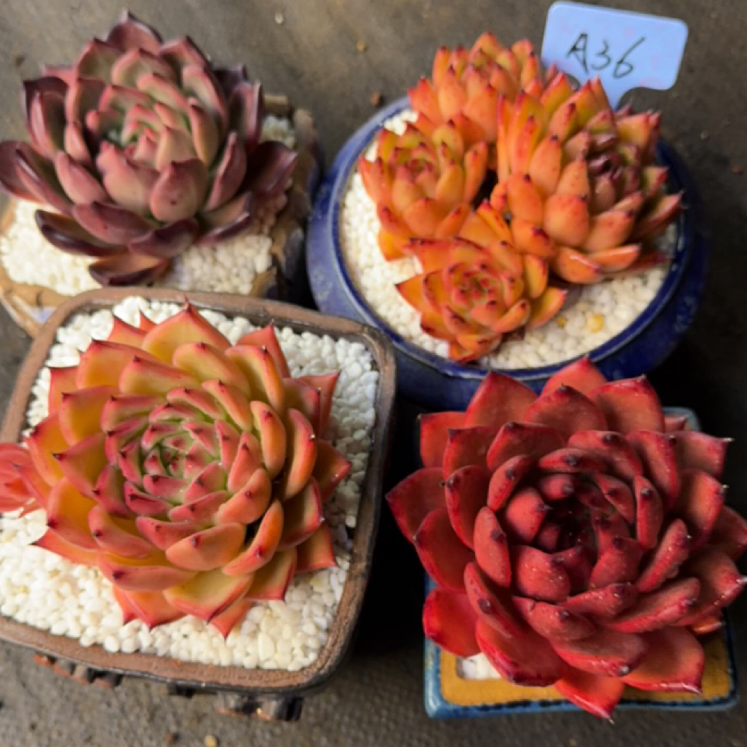 多肉植物盆栽多肉植物