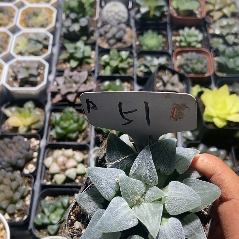 【闪购商品】51铁道白银