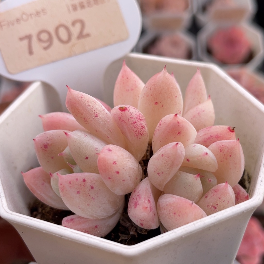 西施7902-5.0厘米