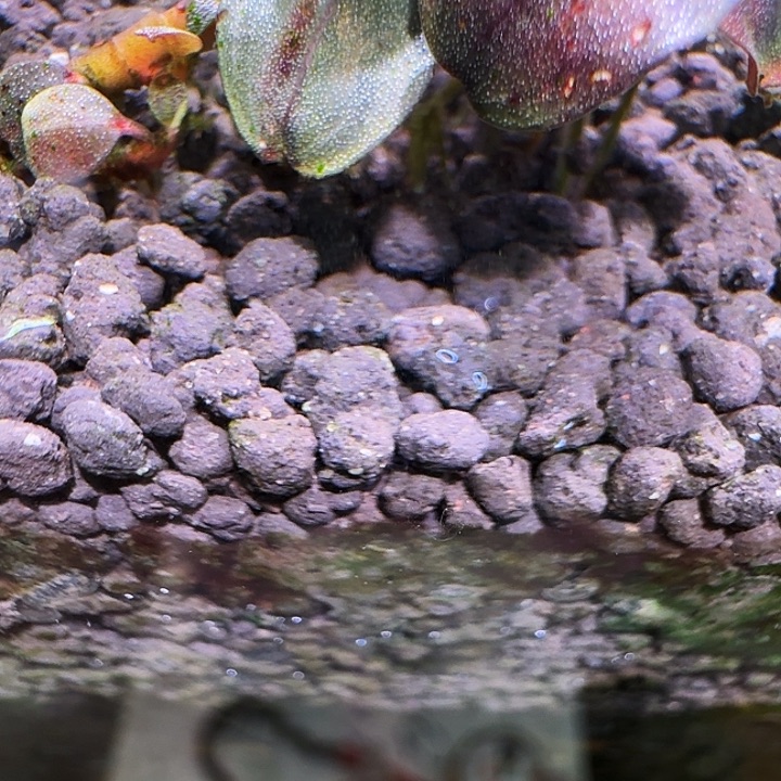 无花朵福利挚友福利一份植物