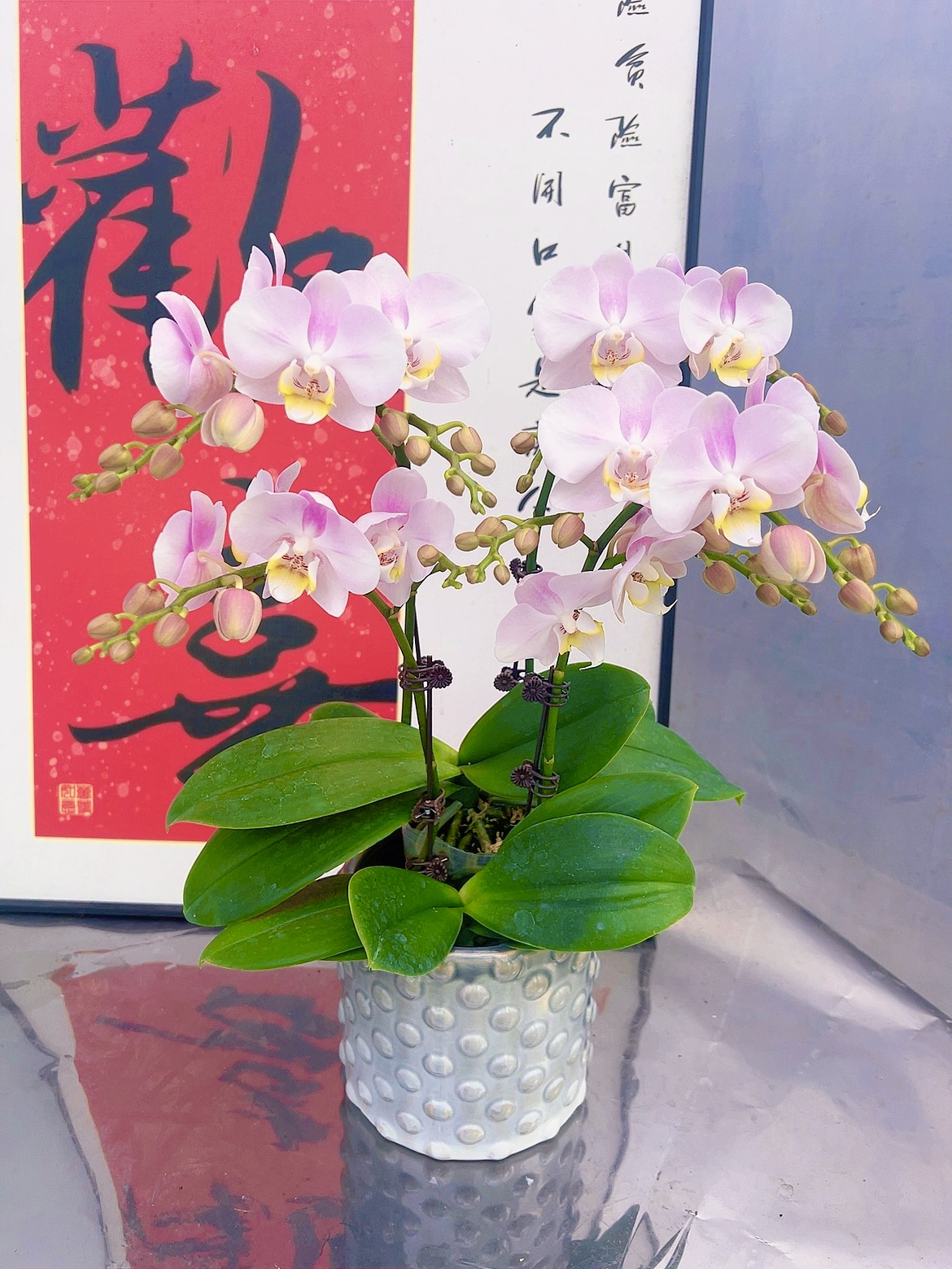 [天使06]3.0寸仙女粉中花型蝴蝶兰带花带花苞发货