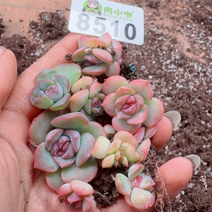 多肉植物多肉植物