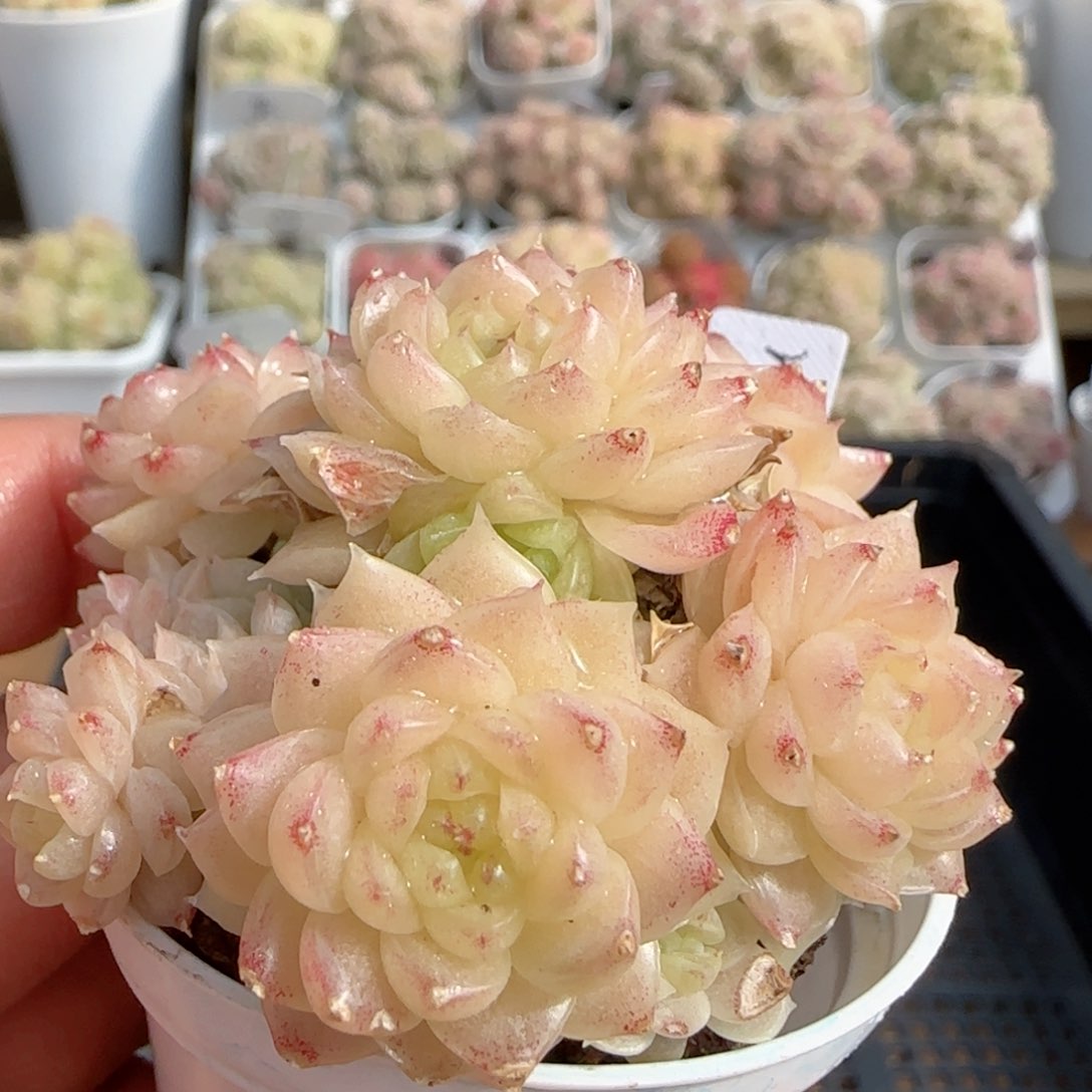 【闪购商品】0130-100（m1-267）