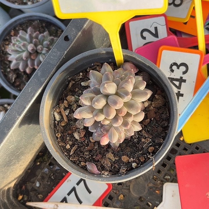 多肉植物申公豹954